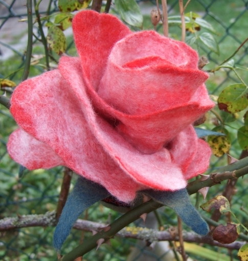 Edelrose